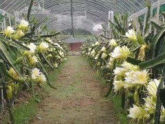 “火龍果種植技術11個經典問答！種植新手必看”